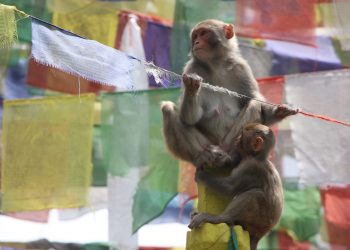 ध्वजामा बसेका बाँदर