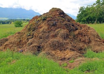 छत्तिसगढले दुध खरीद नगरी गोबर किन्दै