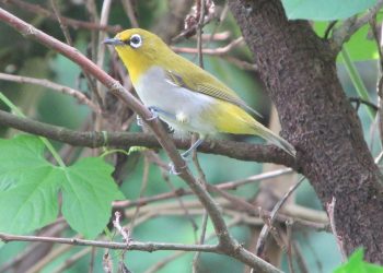 कांकिर चरा