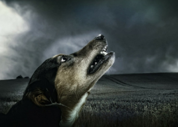 यस कारण कुकुर राेएकाे बखत भुलेर पनि शान्त बनाउनु हुँदैन