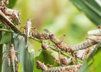 नेपाल प्रवेश गरेका सलहका झुन्ड हराए, चिसोले मरेको हुन सक्‍ने विज्ञहरुको अनुमान