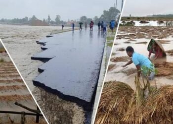 बेमौसमी वर्षाले किसानको धानबाली नष्ट