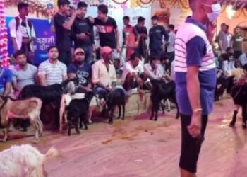 जनकपुरको राजदेवी मन्दिरमा १४२९१ बोकाको बलि