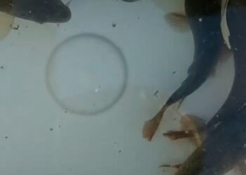 कृषि फार्मको माछा पोखरीमा ‘विष’, माछा मरे