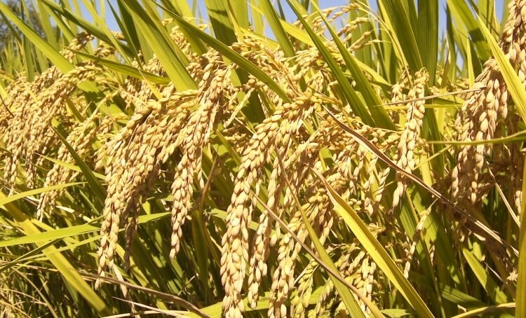 धान उत्पादनमा नयाँ रेकर्ड : यस वर्ष साढे ५९ लाख टन उत्पादन